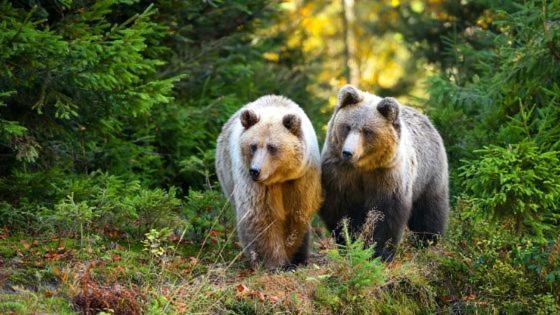 Hotel Au Lit Des Ours Han-sur-Lesse Bagian luar foto
